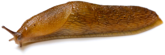 Slug