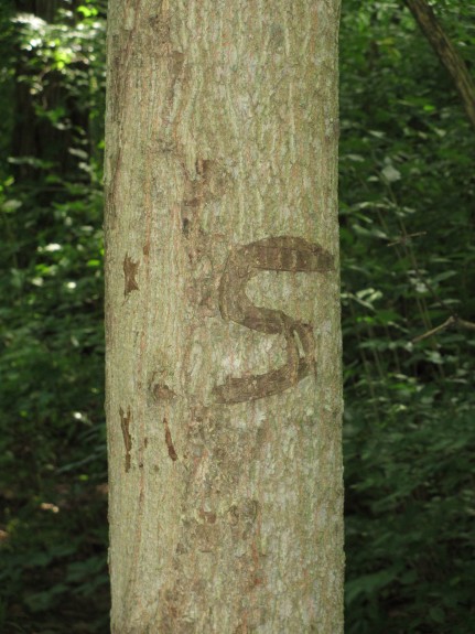 S_tree