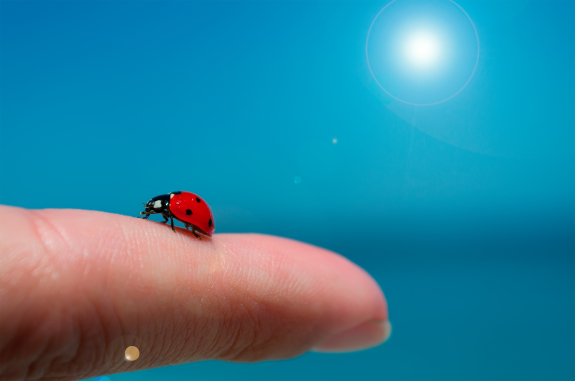 Ladybug On A Finger