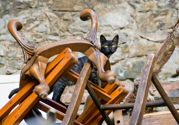 Stray cat in dump wooden chairs and vintage chairs one on the other thrown into the street ** Note: Visible grain at 100%, best at smaller sizes