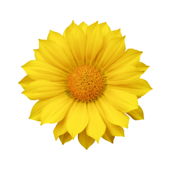 yellowflower